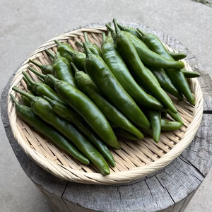 愛知県 豊田市旭産 韓国唐辛子（青） 500g