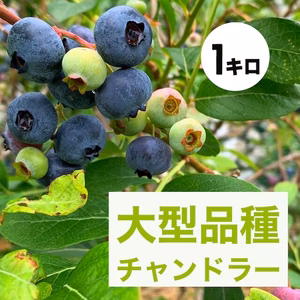 ブルーベリー　チャンドラー1キロ　農薬不使用