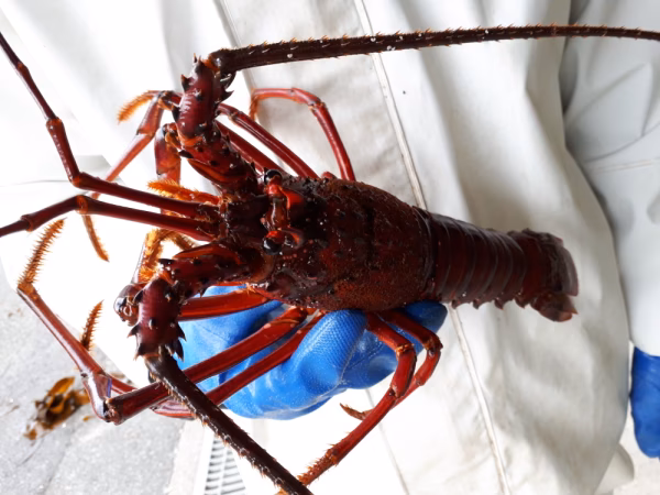 600g特大イセエビ1匹