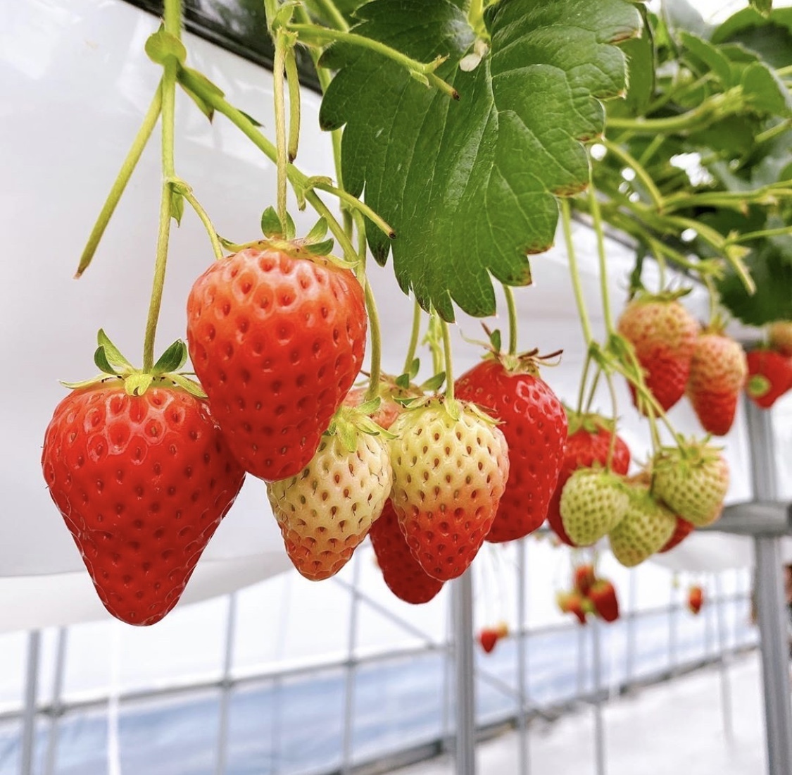 滋賀県蒲生郡竜王町｜株式会社NewBerry 高野いちご園｜マイキ ミツオ