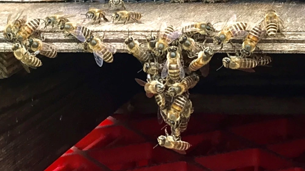 日本蜜蜂の100％天然生ハチミツ　TABAHONEY【百花蜜】