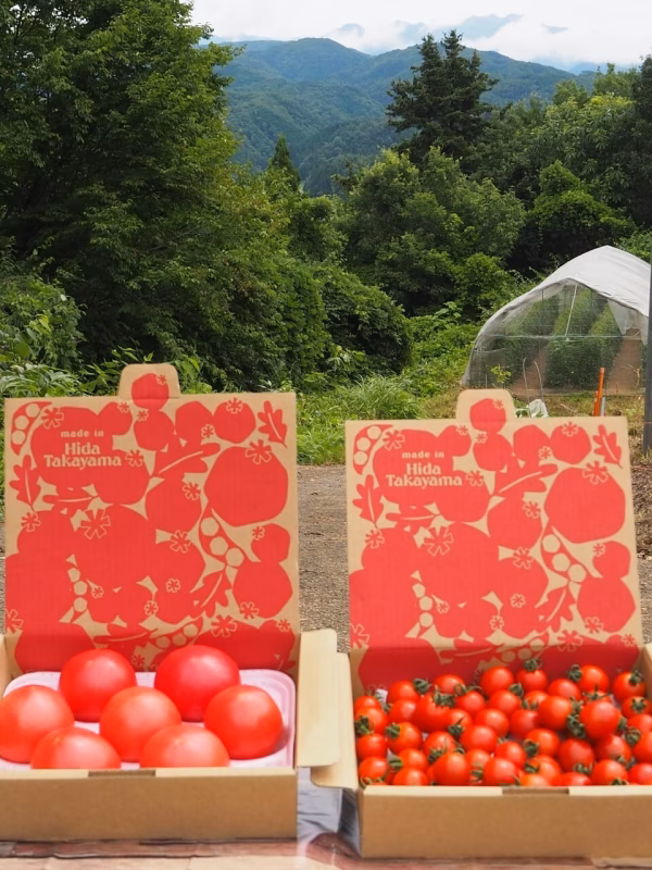 お得！濃厚　ピッコラ・ルージュと麗月7玉入りのセット