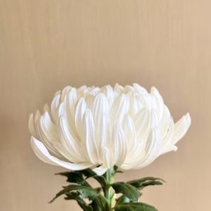 【供花】フルブルームマム　大切な故人への贈り物に。