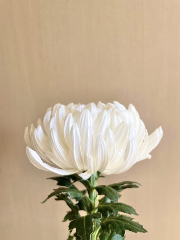 【供花】フルブルームマム　大切な故人への贈り物に。