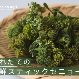 【手ごろな量を朝採れで！】スティックセニョール　400g~　クール便