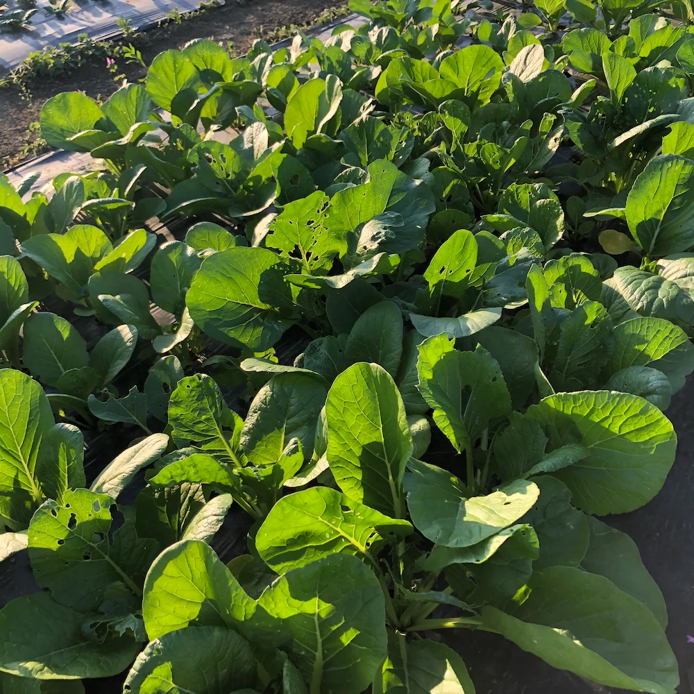 無農薬野菜セット