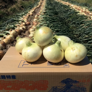 カツラギ農園　淡路島たまねぎ5kg品種は七宝