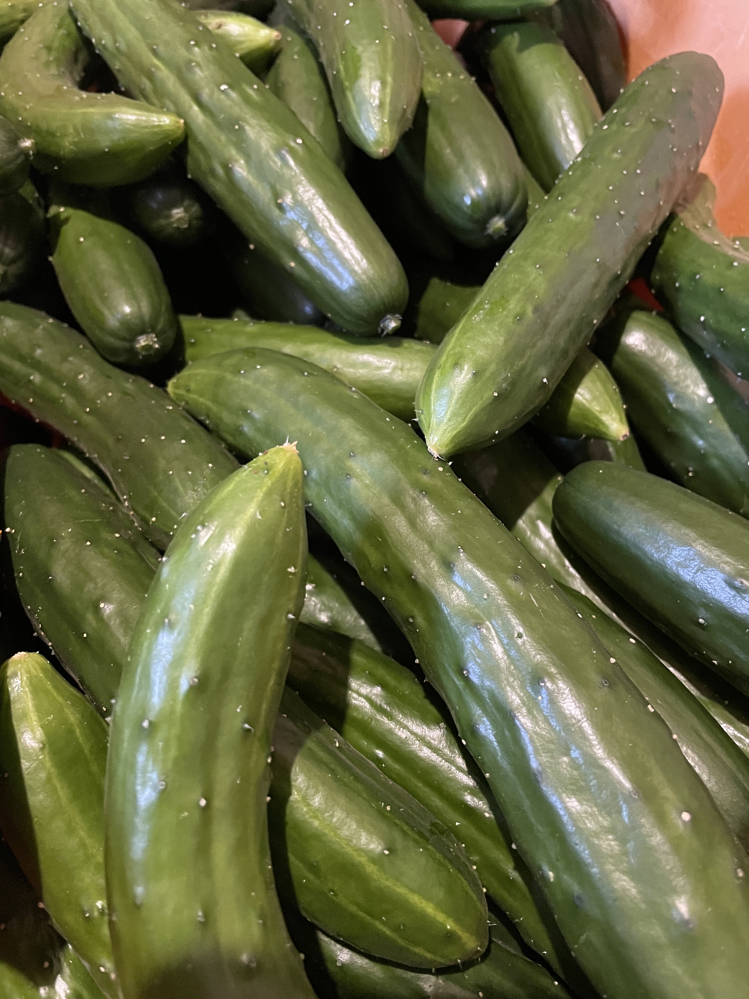 きゅうりの通販・お取り寄せ商品｜野菜｜ポケットマルシェ｜産地