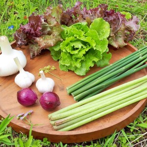 “自然栽培（無農薬・無肥料・除草剤不使用）”固定種野菜セット6～7種