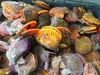 養殖活ヒオウギ貝100（殻長95ミリ以上）愛媛宇和島産　生きたままお届けします