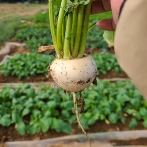 じゅわっと甘い！使いやすい！葉なし秋カブ　約1.5kg前後、10玉