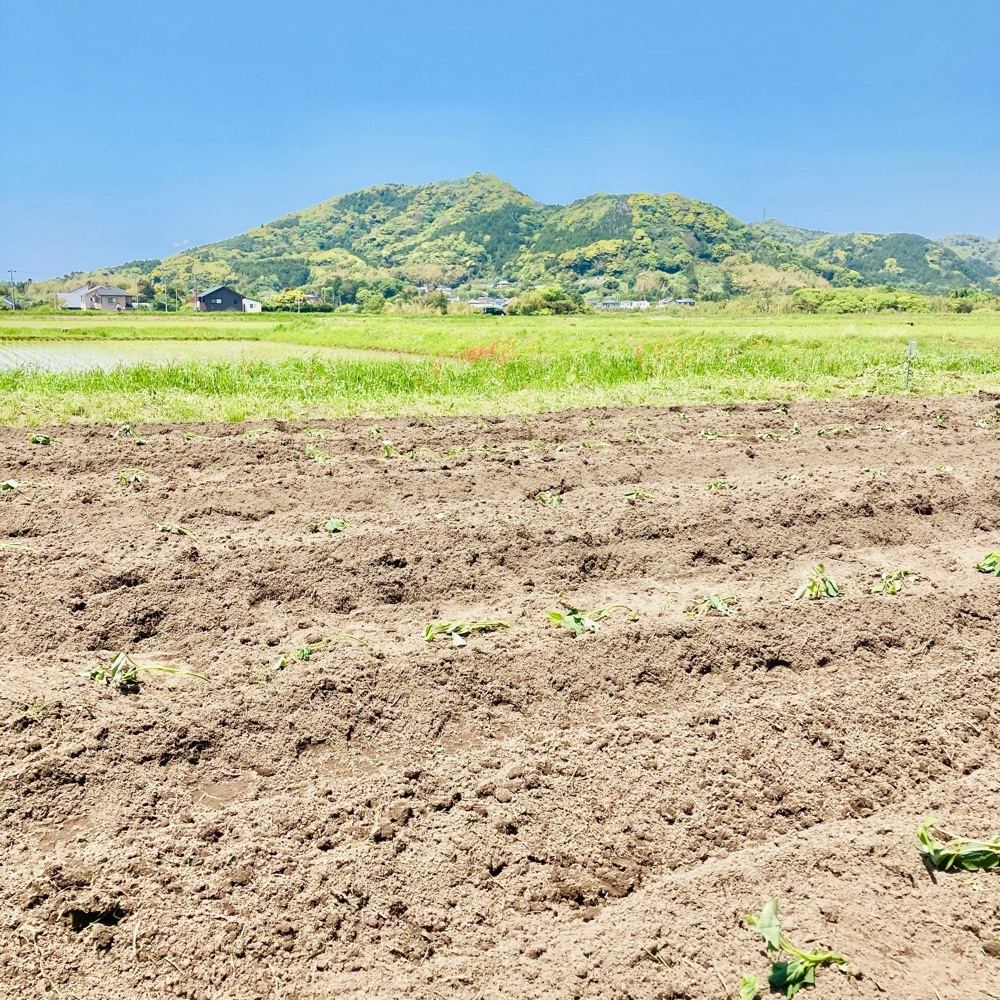 4月26〜5月9日の生産現場から、立夏の45投稿！ | 農家漁師から産地直送