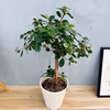 ［在庫］　パンダガジュマル 8号　室内　レア　ゴムの木　多幸の木