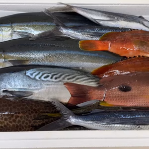 朝どれ！！　漁師直送おまかせセット3キロ