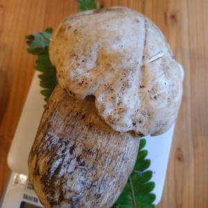 ◆今シーズン終盤◆ニセコ産天然ホワイト生ポルチーニ茸210g