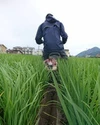 【メール便・送料込み】有機栽培米 玄米 島根県産　3合（４５０ｇ）ﾊﾟｯｸ