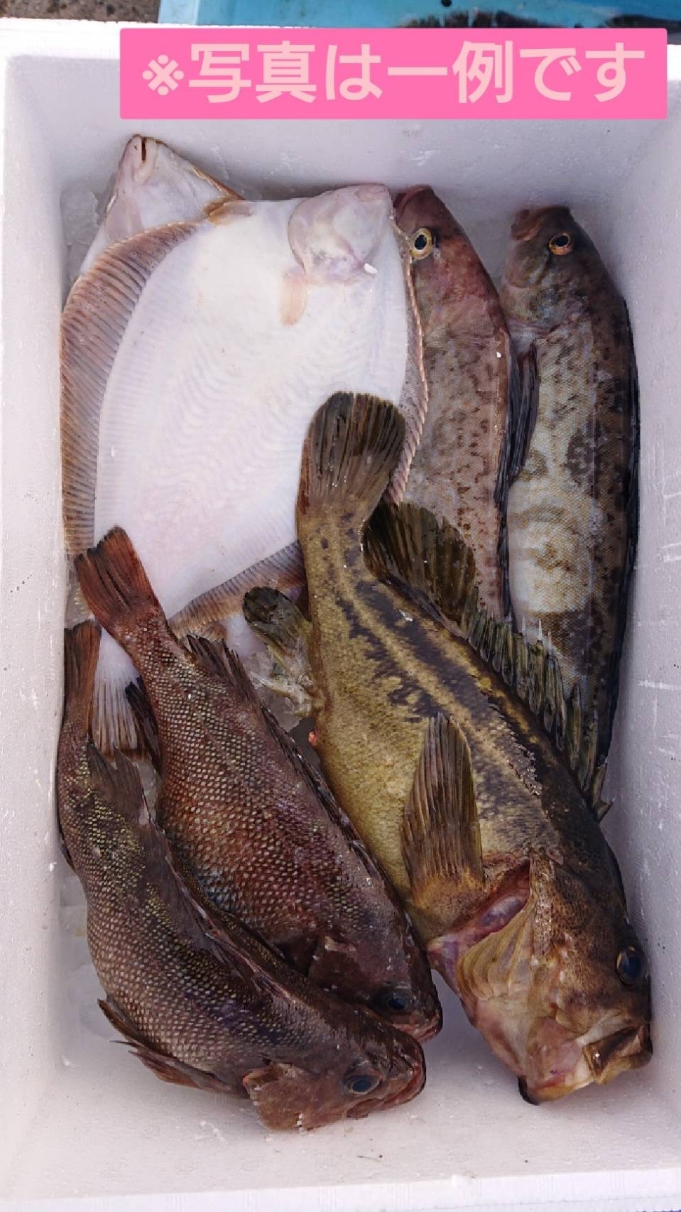 色んな魚を食べたい方に】 鬼嫁セレクト選りすぐり鮮魚BOX♪｜魚介類の