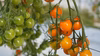 オレンジミニトマト