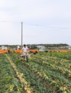 初出品記念✨淡路島ミニ玉ねぎミックス