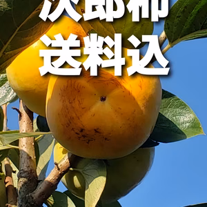 三重県産前川次郎柿