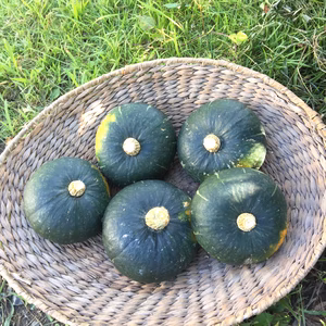 ほくほく栗味！坊ちゃんかぼちゃ（4kg）