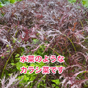 シャキシャキ！紫カラシ菜どんと盛り！