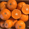 【福袋2025】懐かしい味の温州みかん【減農薬】
