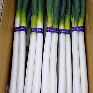 最終値下【鳥取産　送料無料】白ねぎ　春ねぎ　３kg　訳あり規格外品　★一部地域除