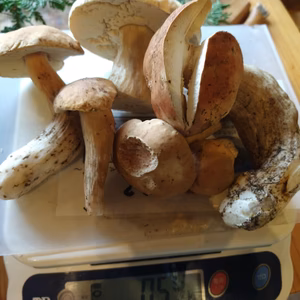 ◆早い者勝ち◆ニセコ産天然生ポルチーニ茸B品