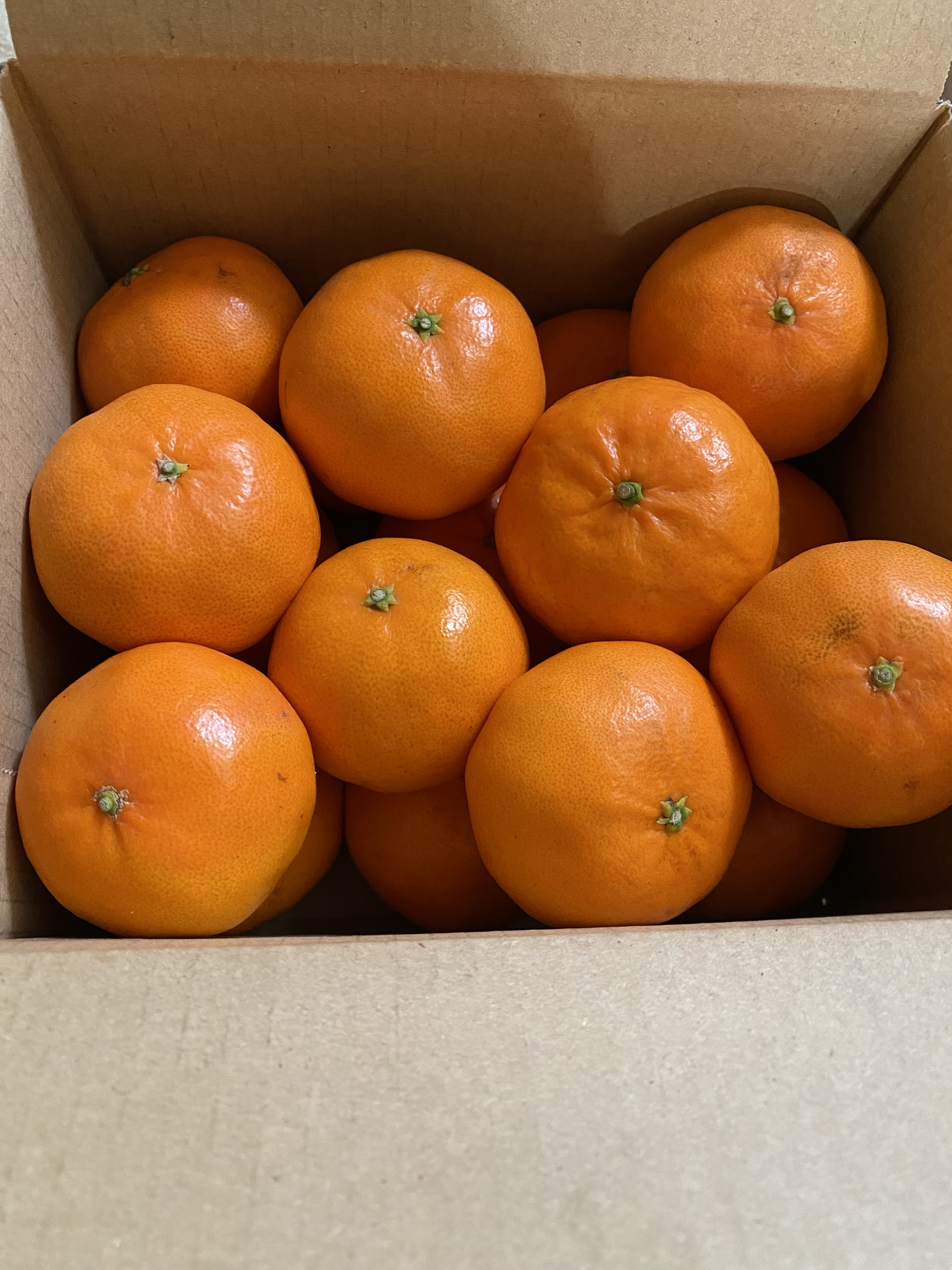 果汁たっぷり甘〜い麗紅(れいこう)みかん｜みかんの商品詳細｜ポケット