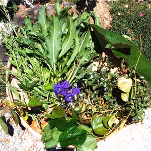 野草&野菜セット