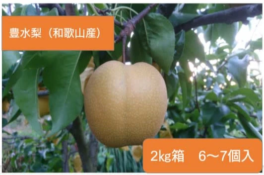 【みずみずしい梨を是非】 和歌山産 「豊水」 約2.5㎏ 6～7個入