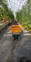 【二箱セット】レベチトマトとミニトマトのセット2キロ箱と小玉の2キロ箱詰め