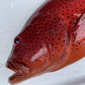 【魚突き】動画あり　スジアラ1.6kg 鱗、内臓処理済