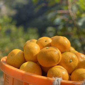 有田みかん　訳あり品　S・M・L混合サイズ