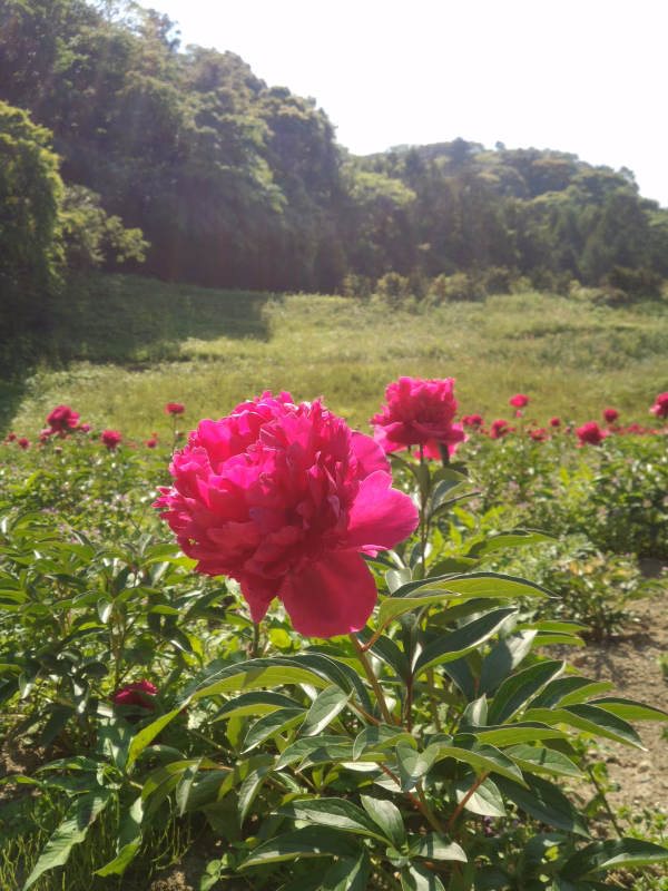-筒井家乃新鮮野菜。