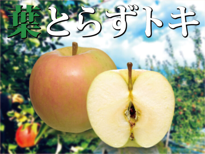 青森県産りんご　甘くてジューシー　トキ