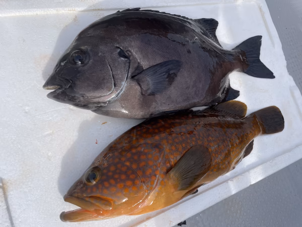 【松島産】石鯛（1.4kg）とキジハタ（1kg）