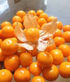 ９割の人が知らない・・・ドライフルーツほおずき 100ｇ