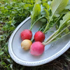 １回のみ【個人農家直送】丹波のこだわり野菜セット（５～１０品目）