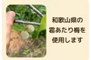 ※15時の回『ポケマルはじめて梅しごと』