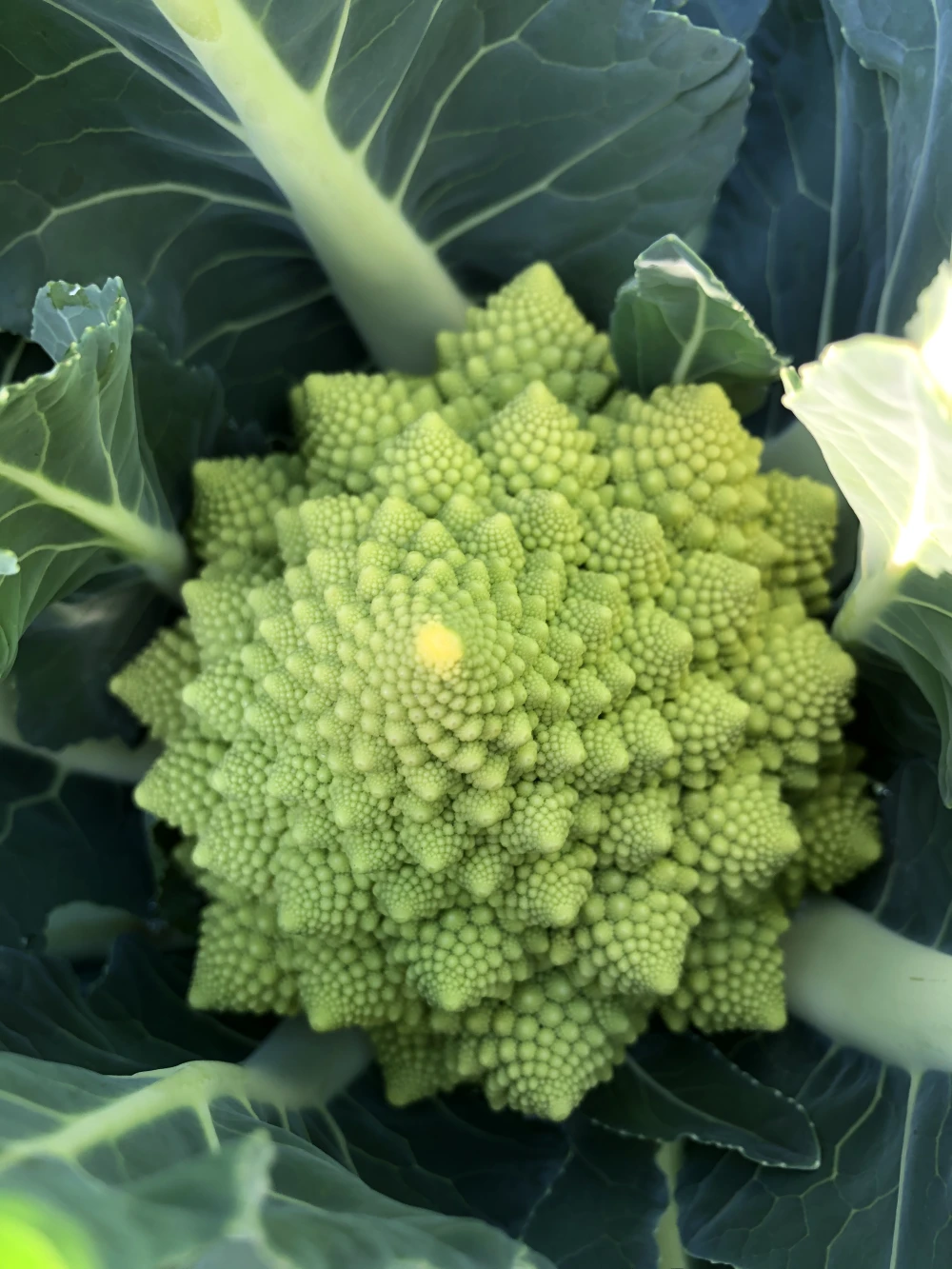 【月1回】食べ頃”旬”野菜せっと（8品）【農薬、化学肥料なし】