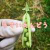 【自然栽培】うすいえんどう｜実エンドウ｜グリーンピース★農薬・肥料不使用