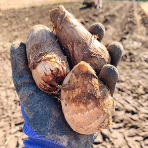 ねっとり感が美味しい　新潟県産　土垂里芋