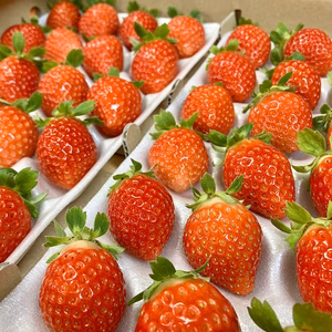 盛岡夏いちご(すずあかね)約600g入り１箱