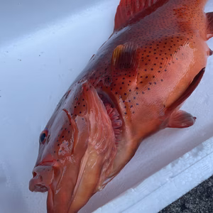 【捕獲動画あり】スジアラ（アカジン）1.6kg 鱗、内臓処理済