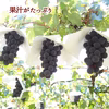 【先行予約】訳あり種無し巨峰1.0～1.2kg