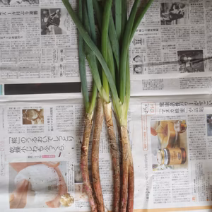 ご当地　野菜　赤ネギ　泥土ネギ　２ｋｇ　エコファーマー認定　減農薬