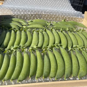 スジ取り不要　甘くて美味しいスジナインスナップ