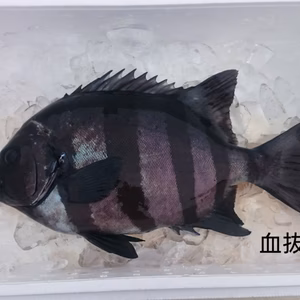 石鯛 イシダイ 天然 約1.5キロ 1尾 血抜き神経絞め〆ウロコ内臓処理済み